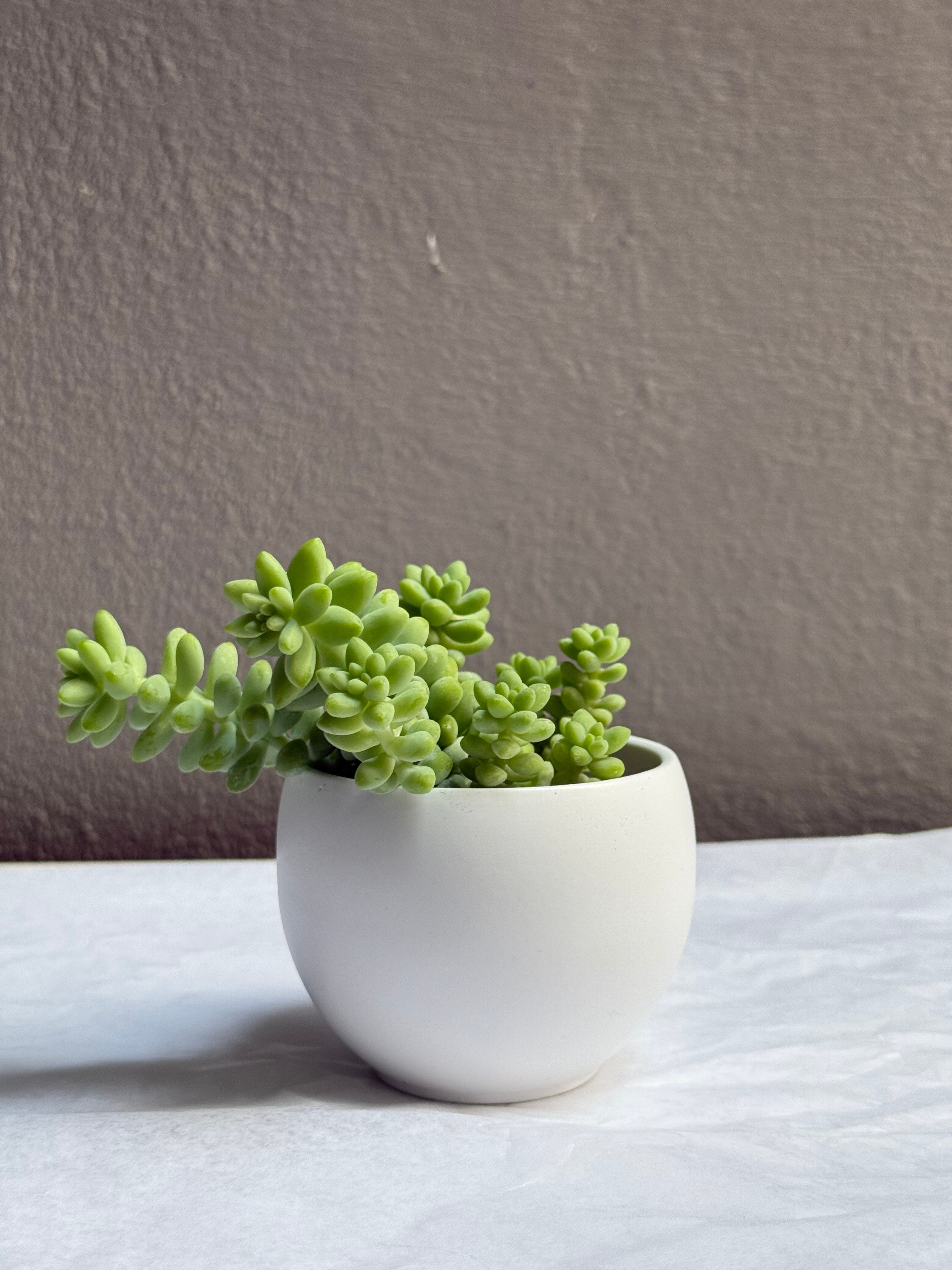 Sedumb Morganianum 2.5