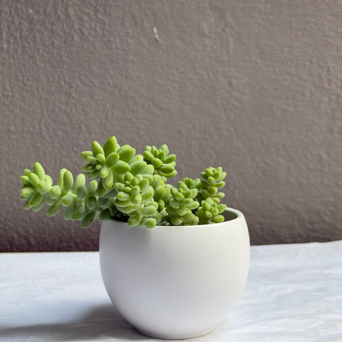 Sedumb Morganianum 2.5