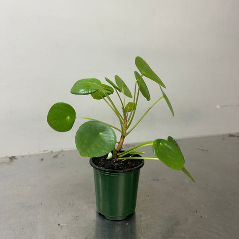 Pilea Peperomioides