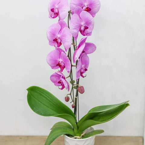Large Pink Orchid with pot
