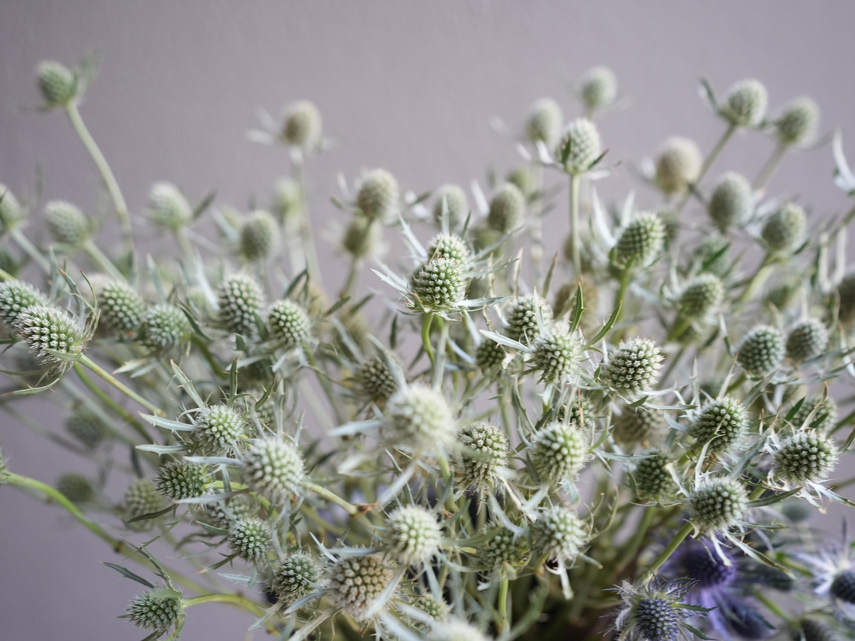 Eryngium