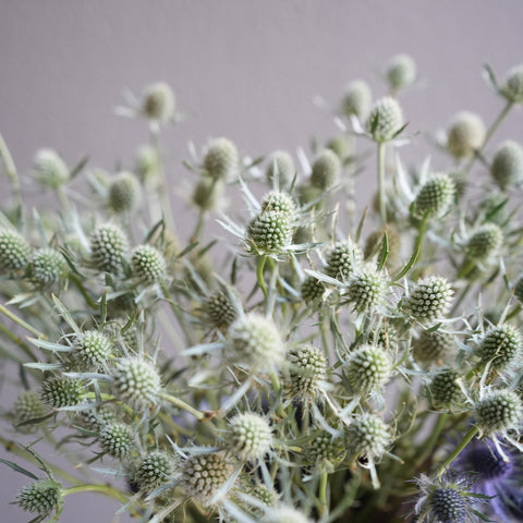 Eryngium