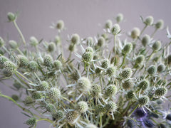 Eryngium