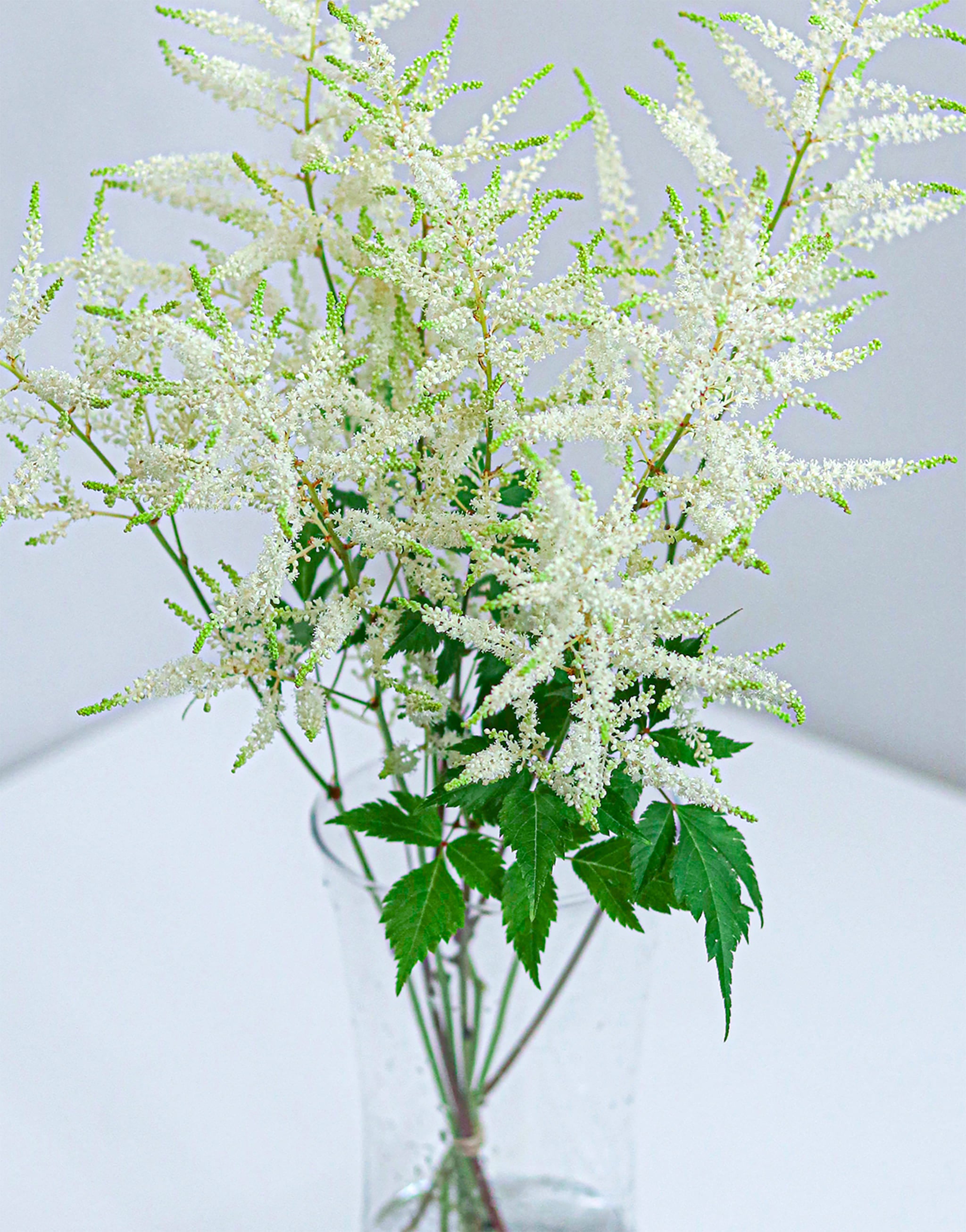 Astilbe