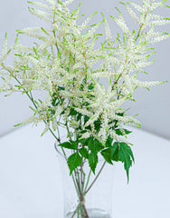 Astilbe