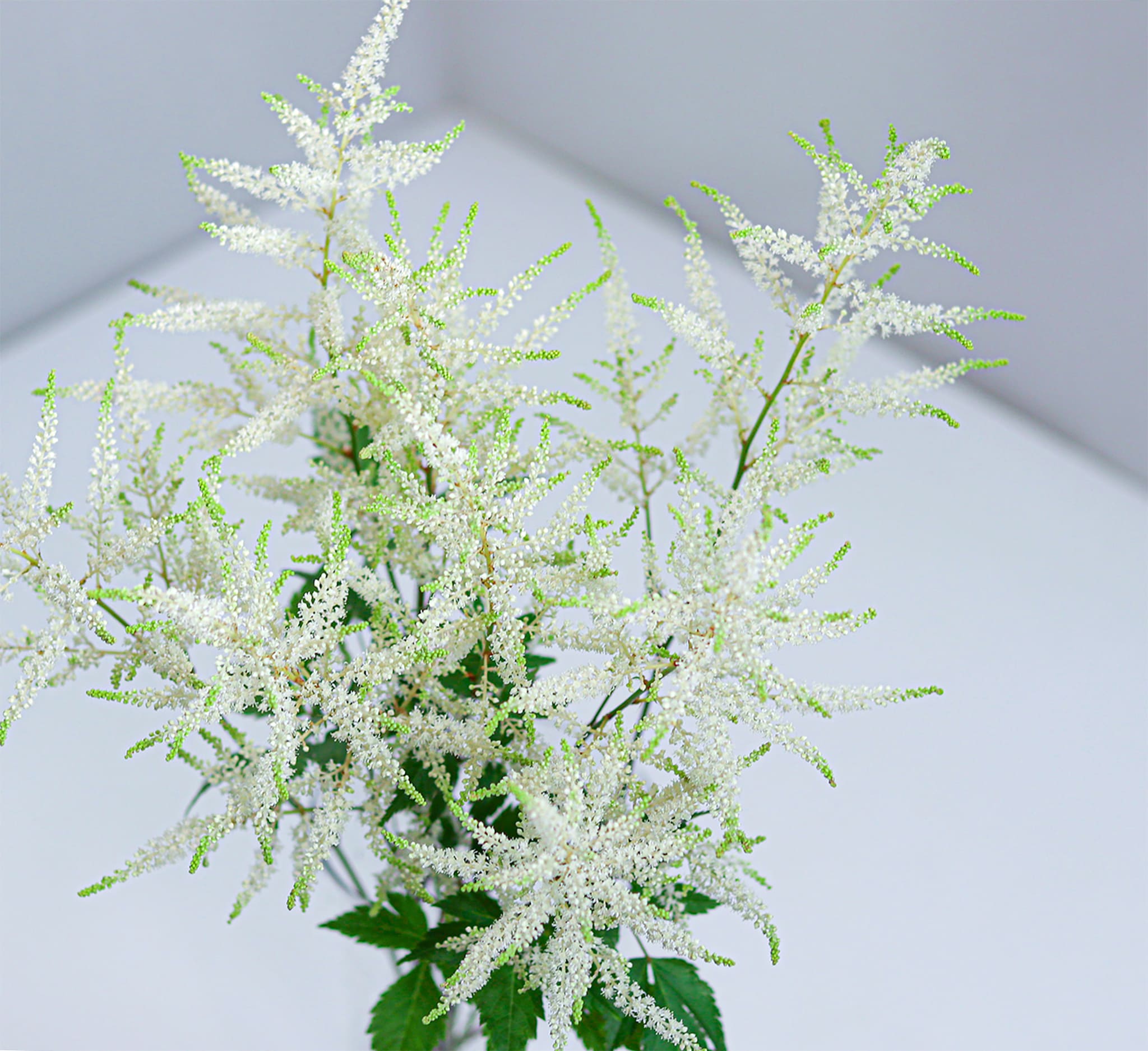 Astilbe