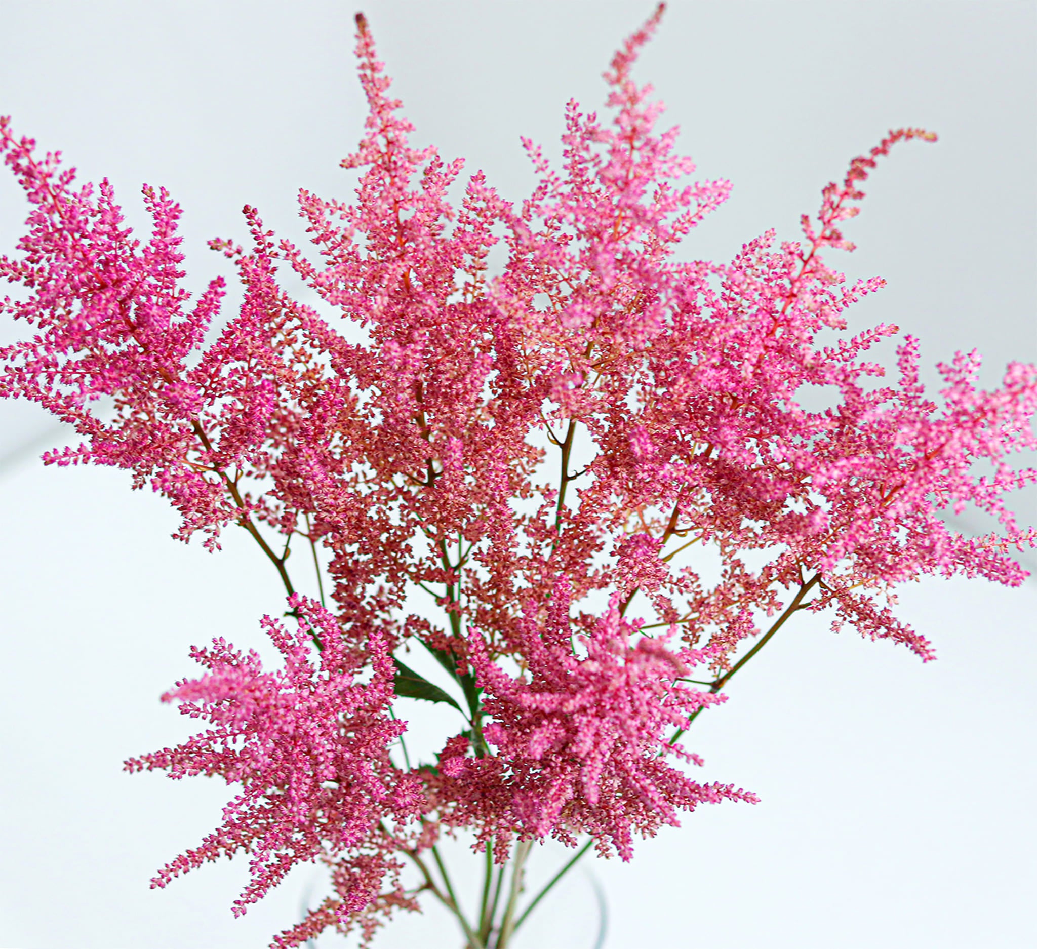 Astilbe