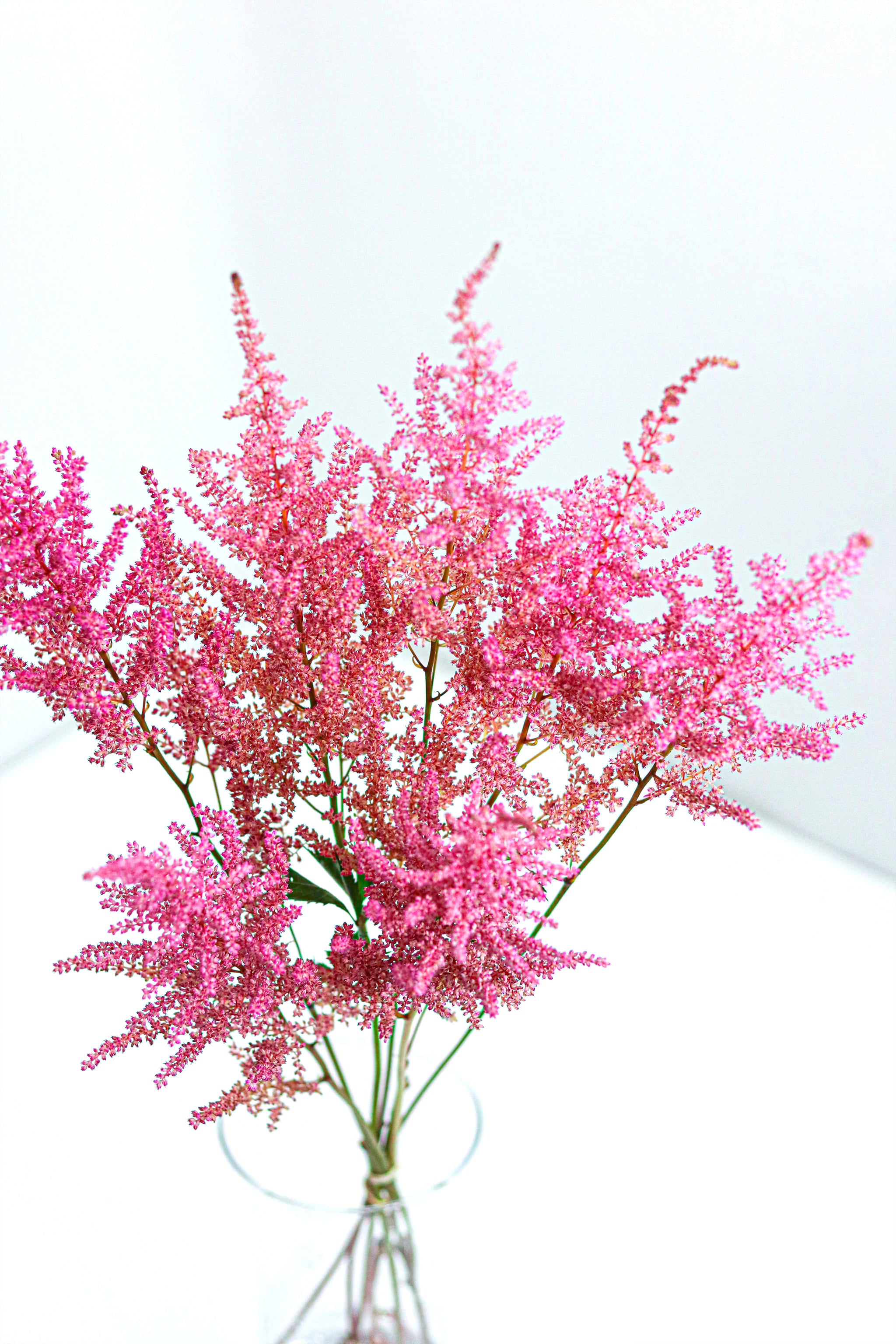 Astilbe