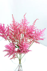 Astilbe