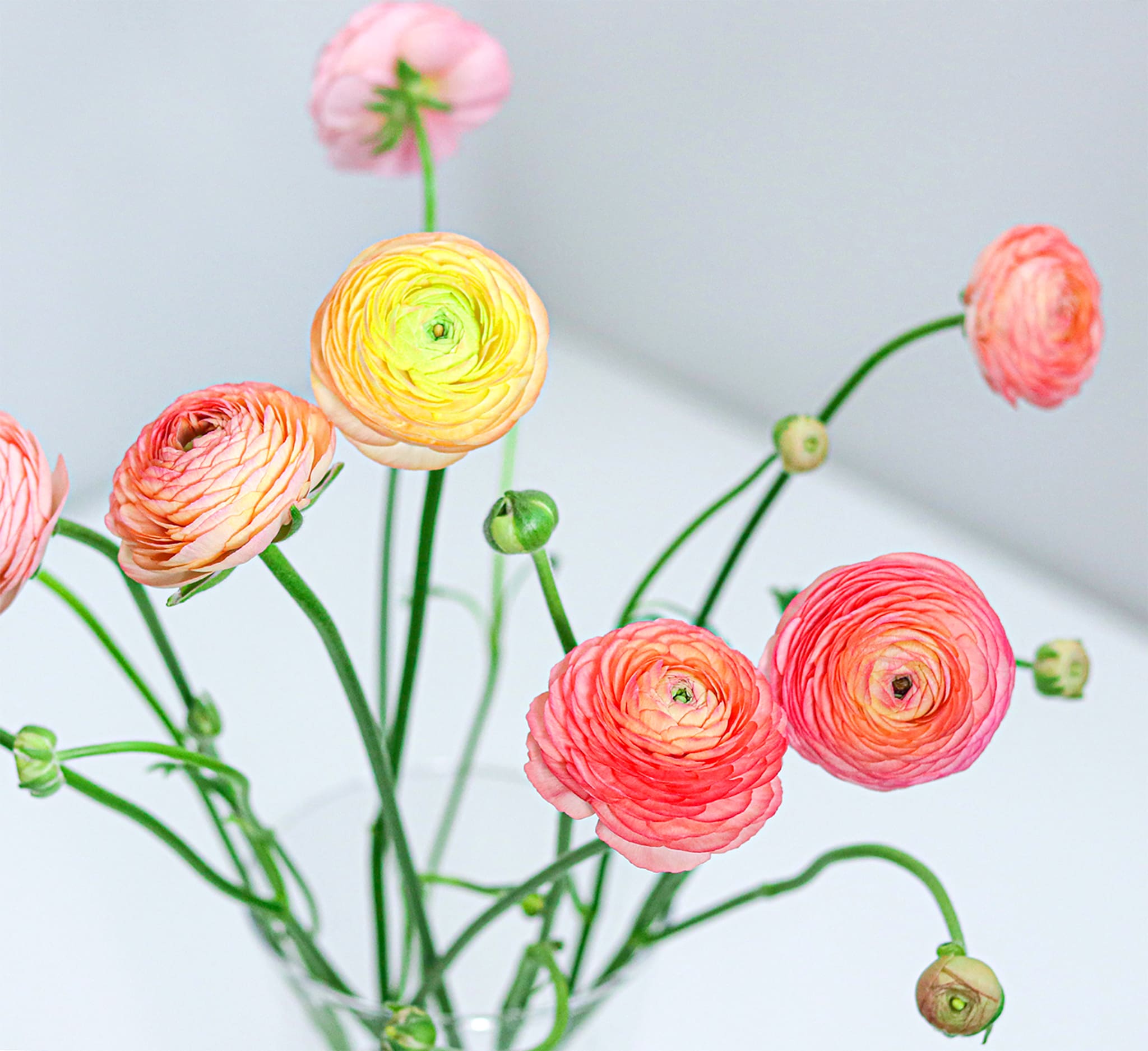 Ranunculus