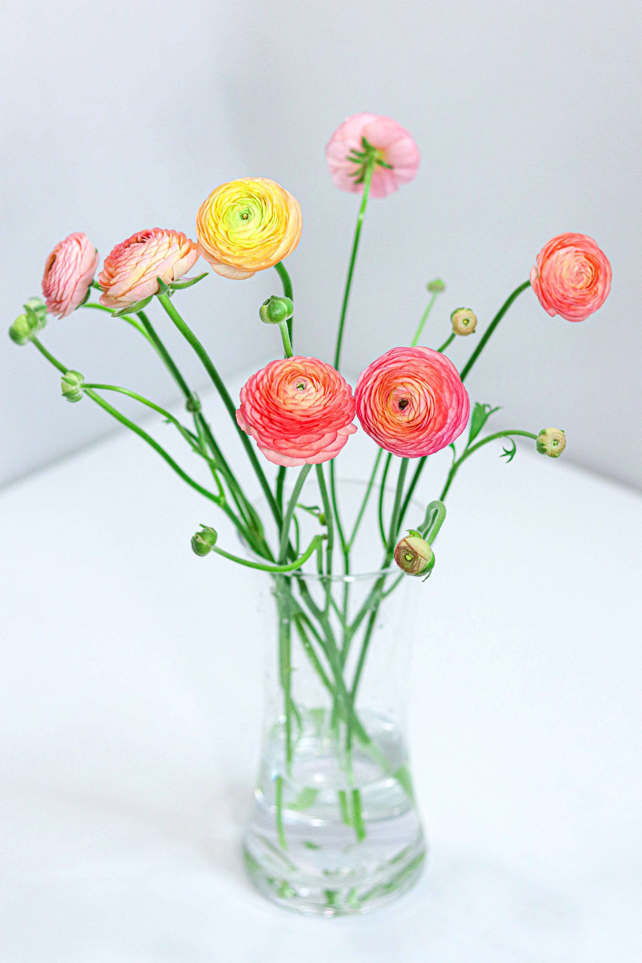 Ranunculus
