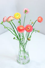 Ranunculus