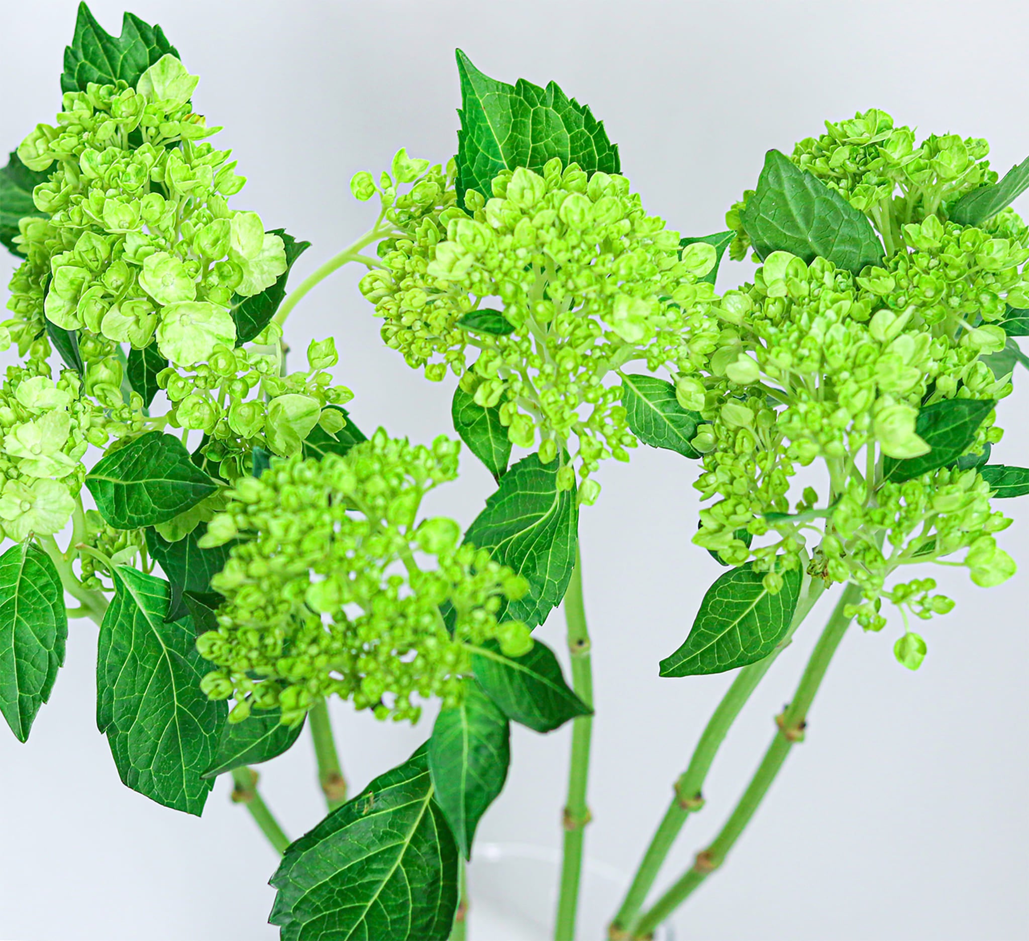 Hydrangea