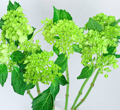 Hydrangea