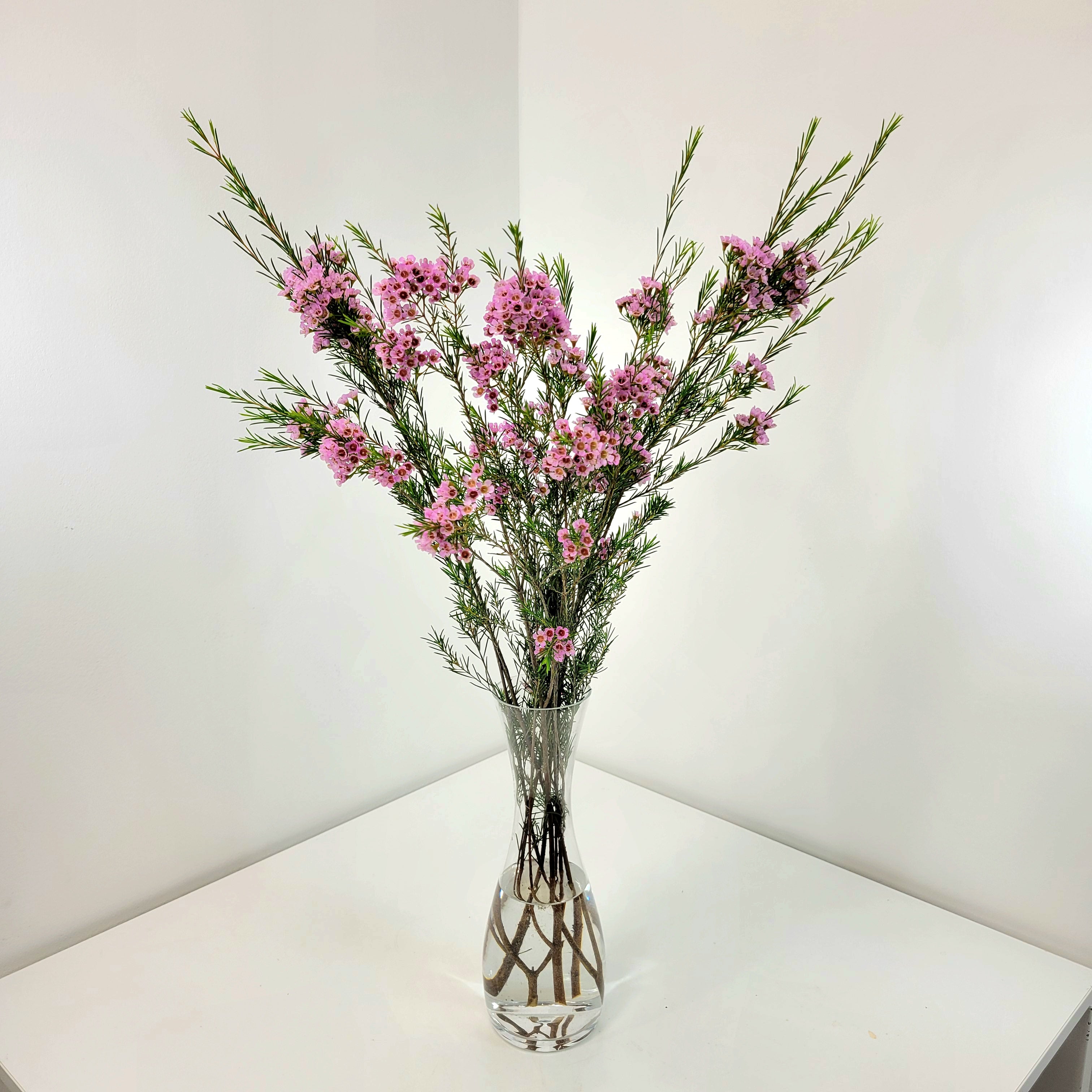 Waxflower