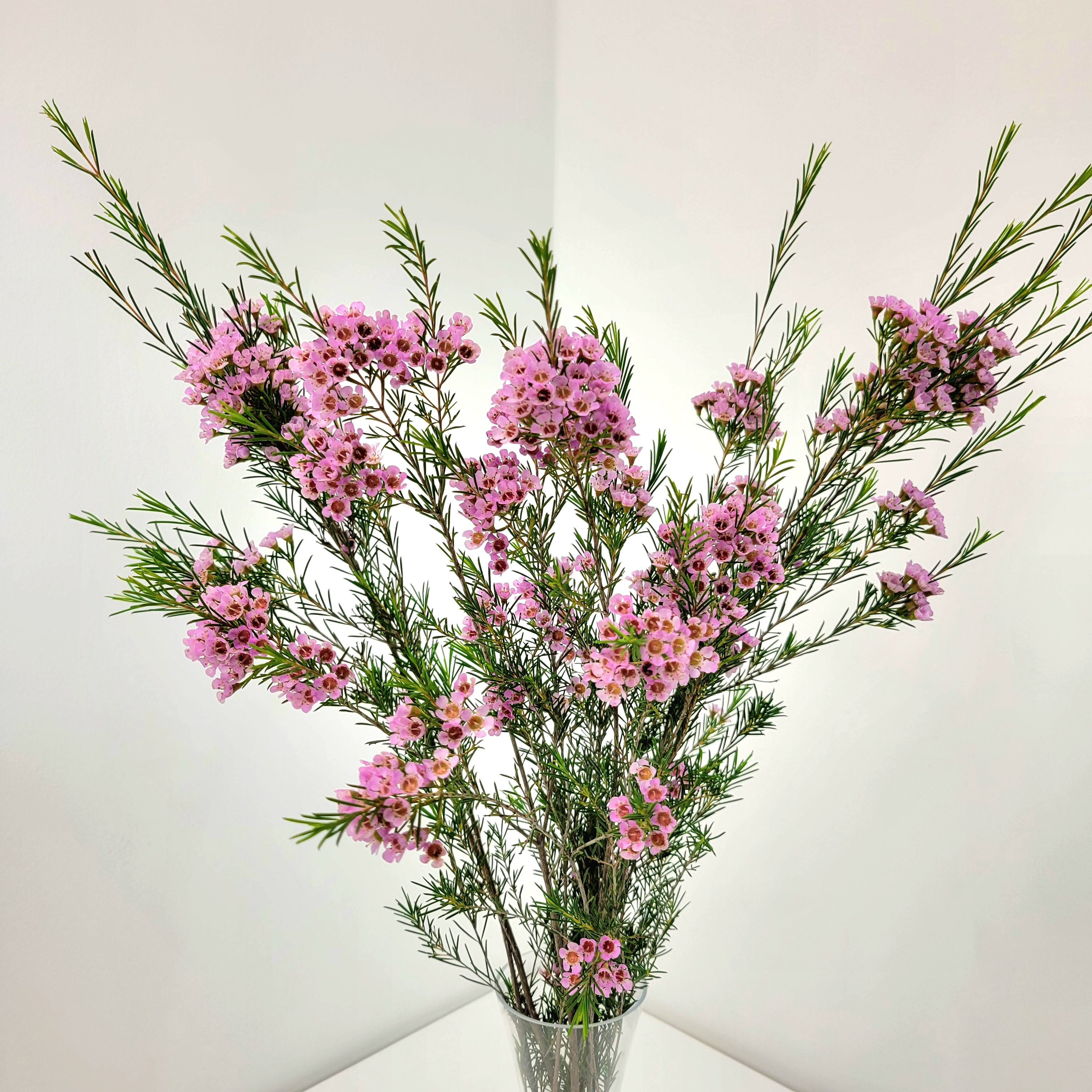 Waxflower
