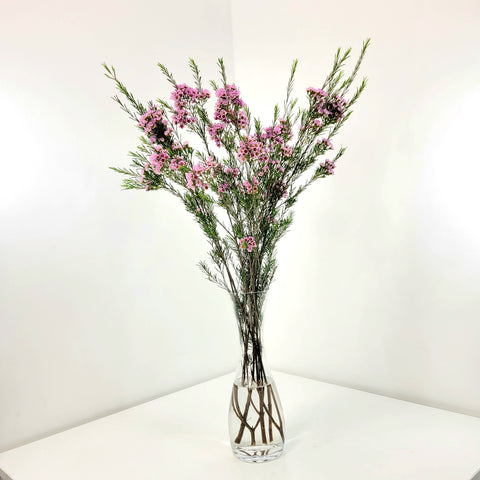 Waxflower