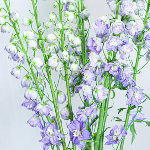 Delphinium