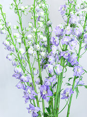Delphinium
