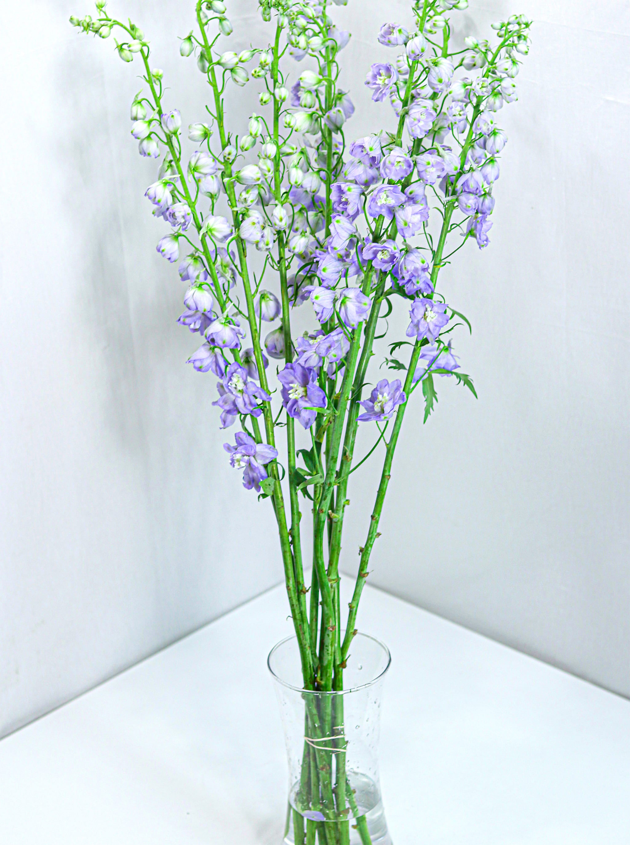 Delphinium
