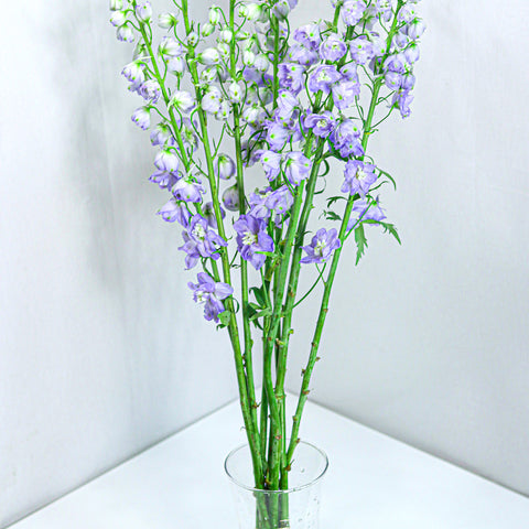 Delphinium