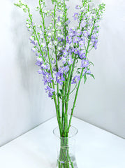 Delphinium