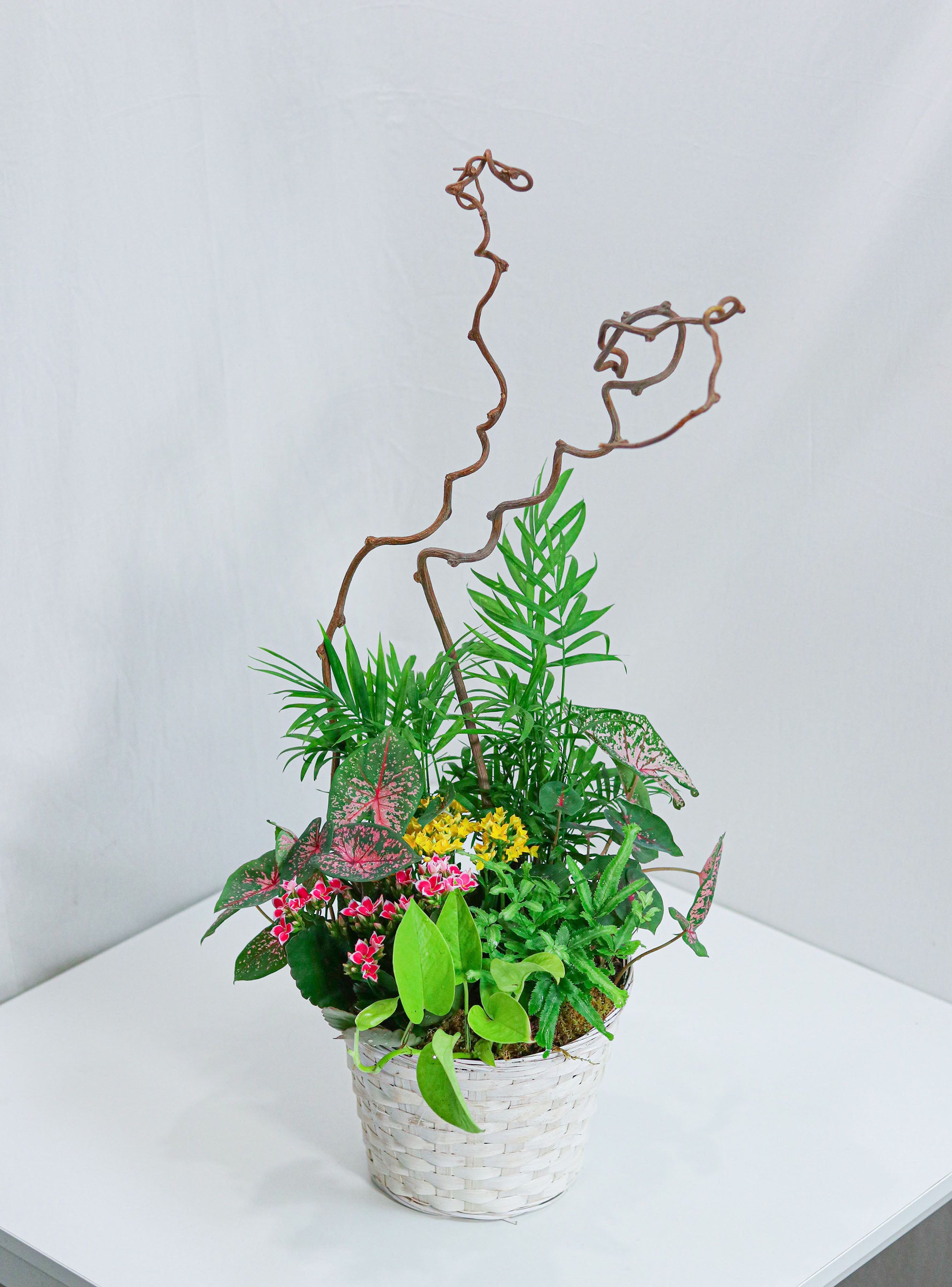 Dream in Pink Dishgarden