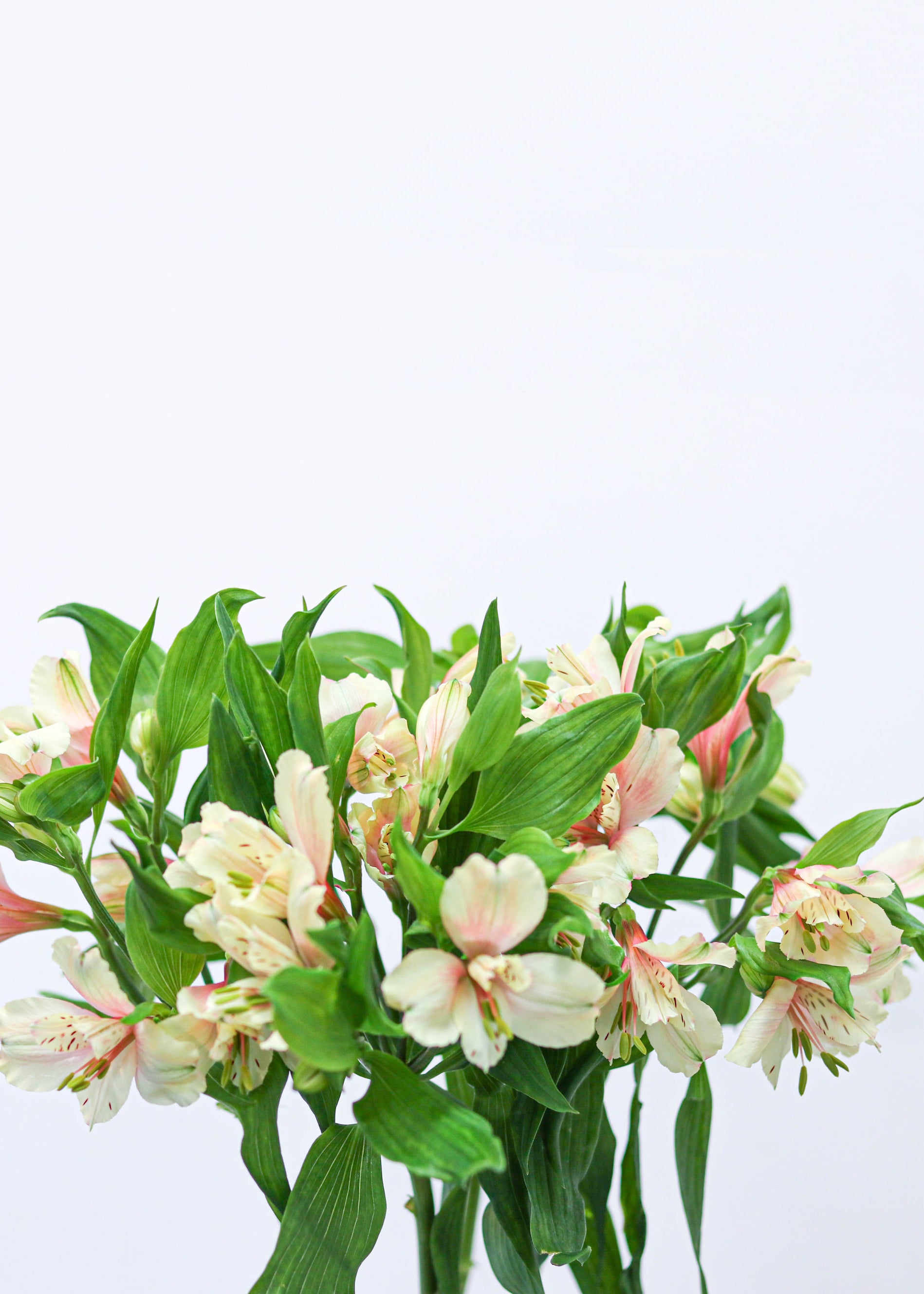 Alstroemeria