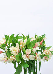 Alstroemeria