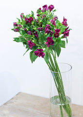 Alstroemeria