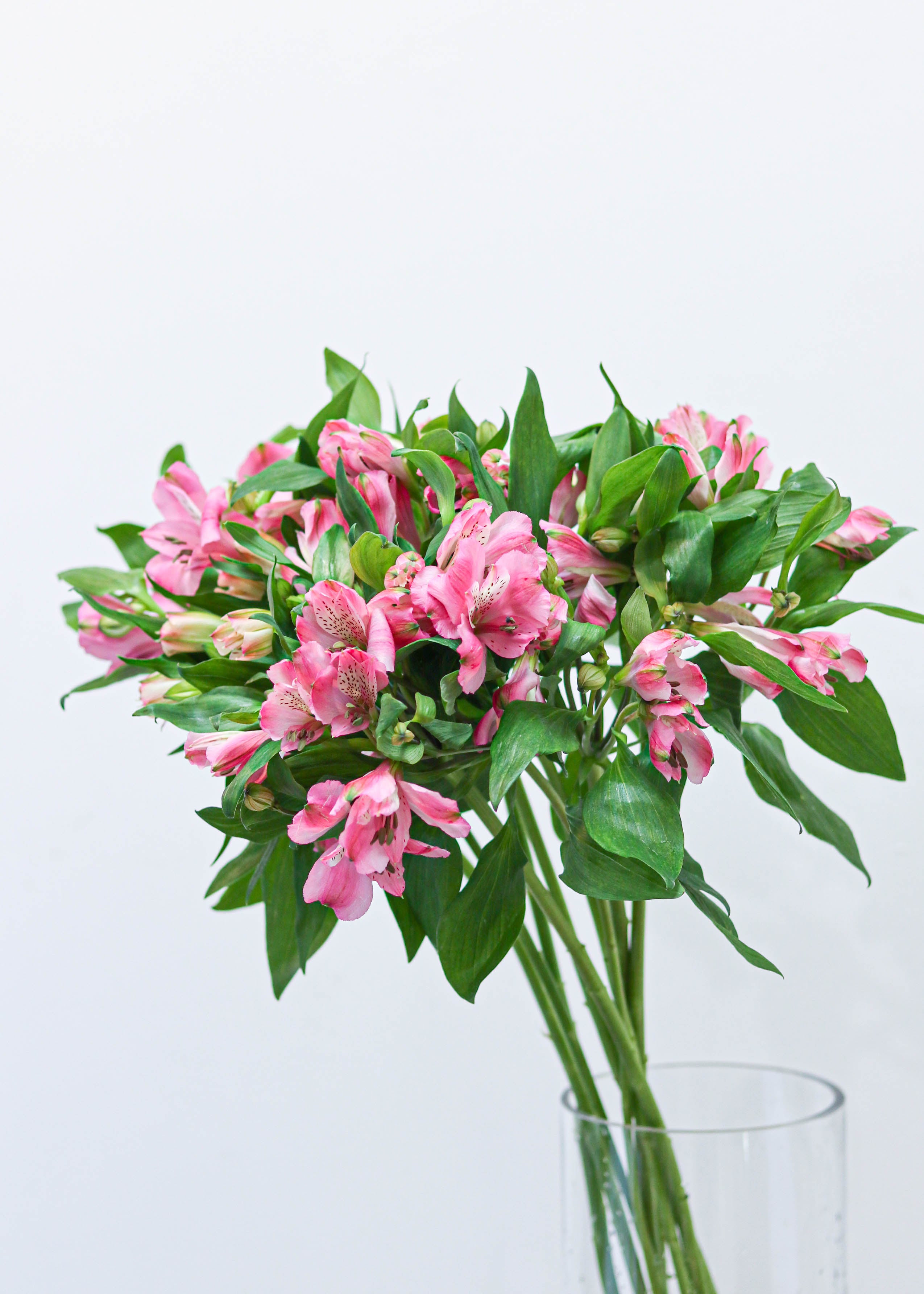 Alstroemeria
