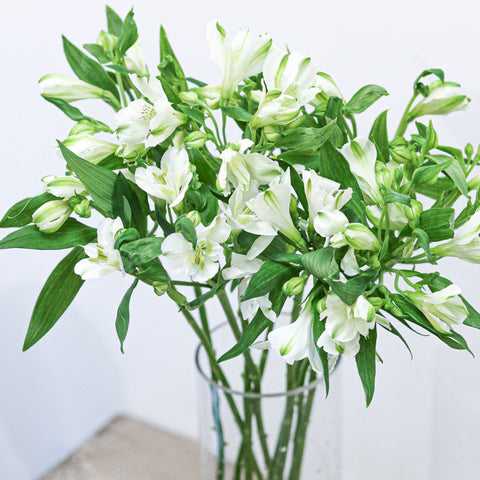 Alstroemeria