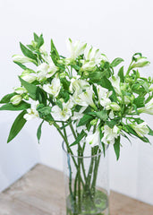Alstroemeria