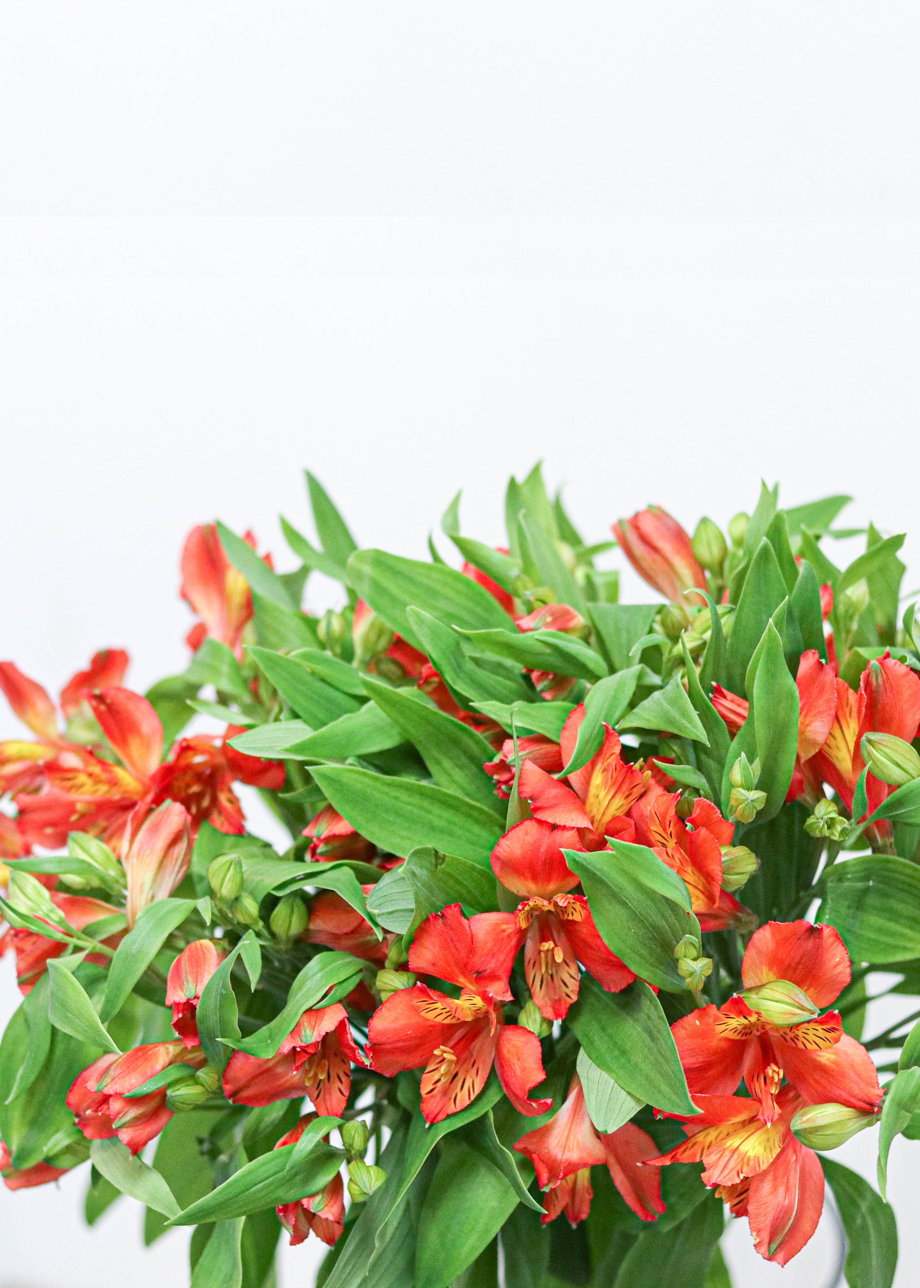 Alstroemeria
