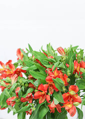 Alstroemeria