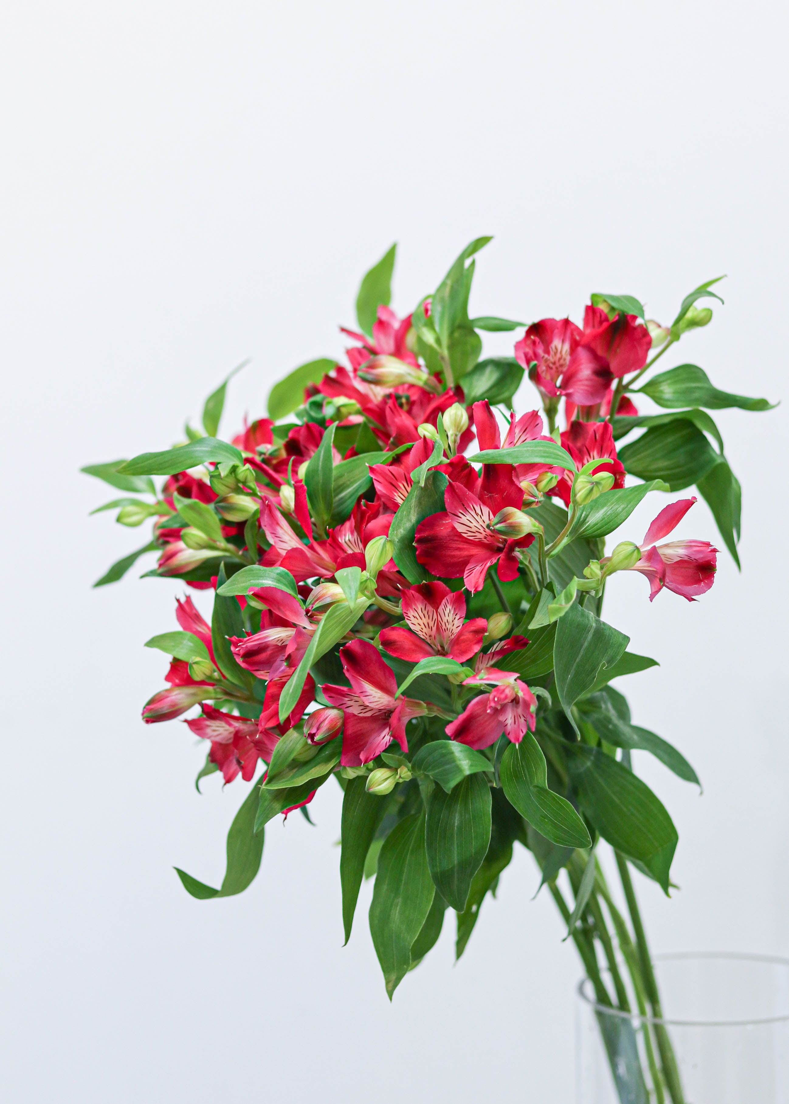 Alstroemeria