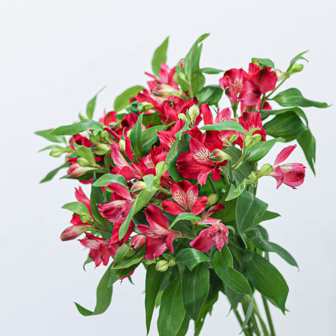 Alstroemeria