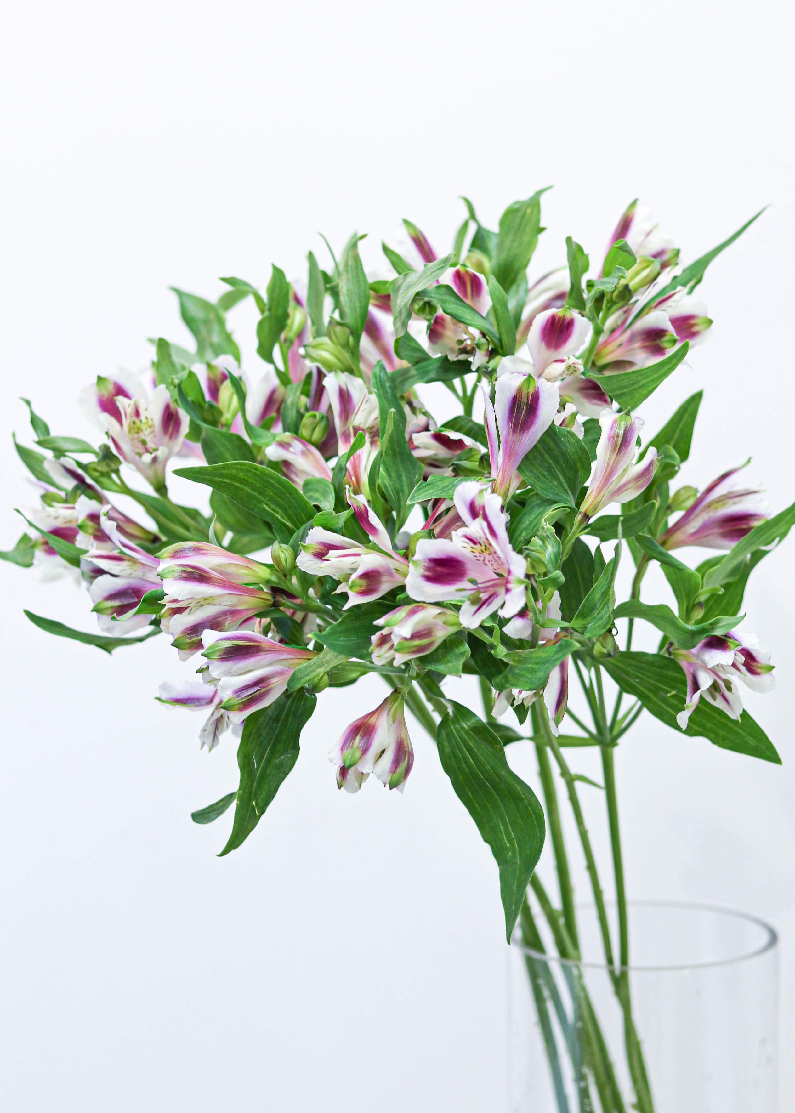 Alstroemeria