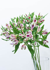 Alstroemeria