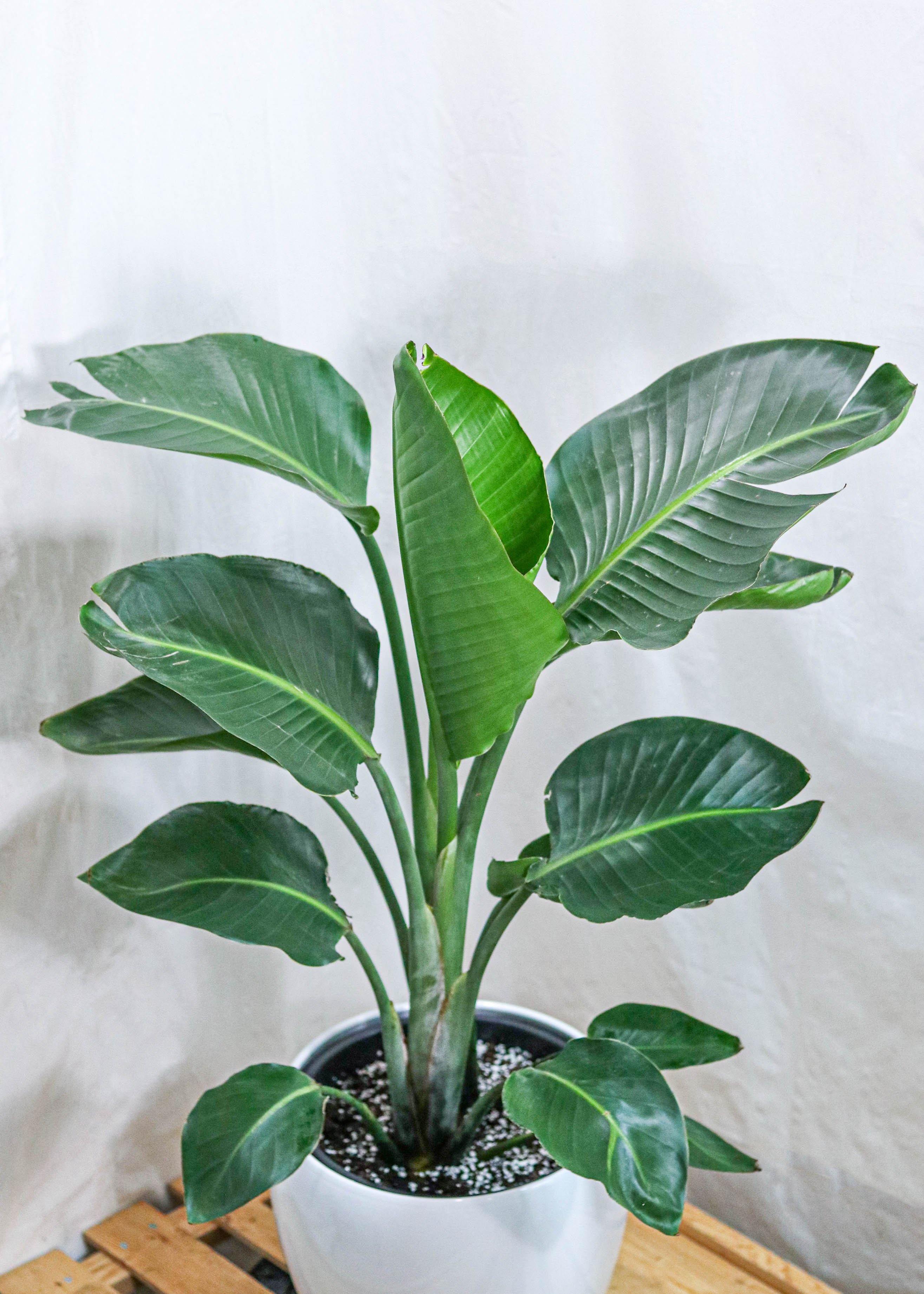 Bird of Paradise (12