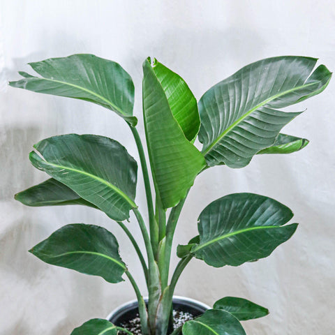 Bird of Paradise (10