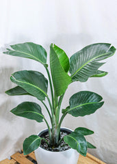 Bird of Paradise (12