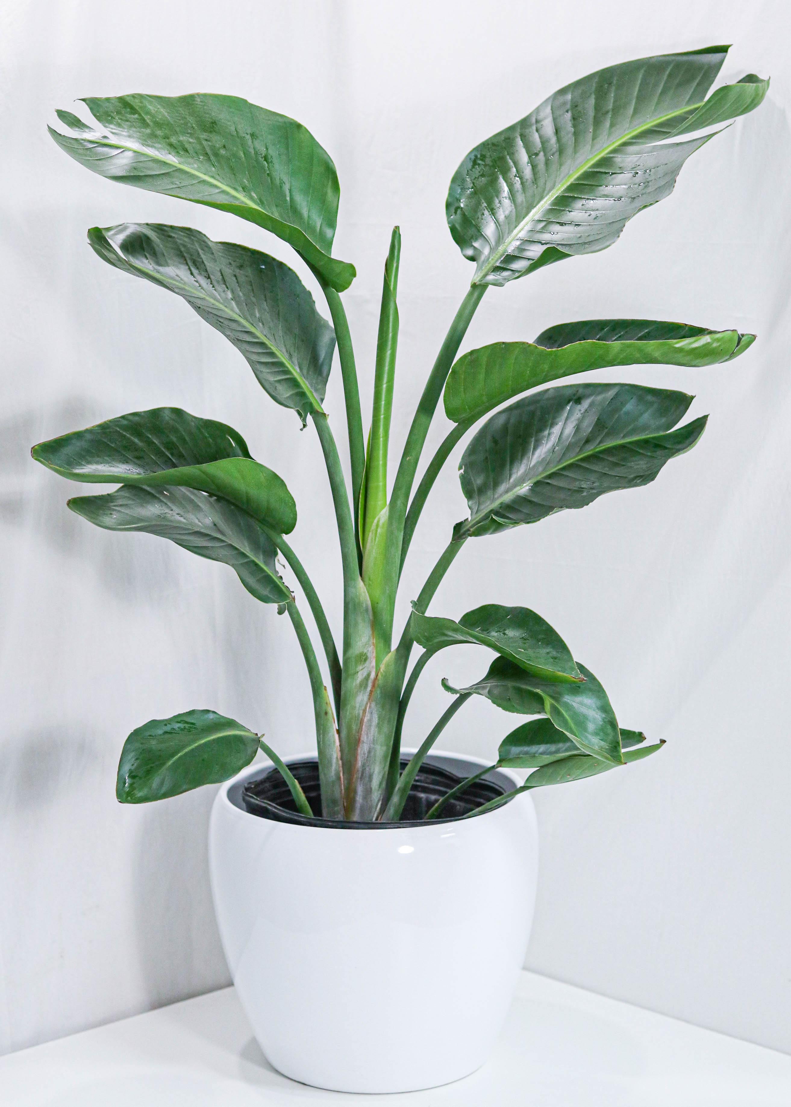 Bird of Paradise (12