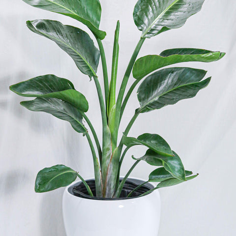 Bird of Paradise (10