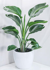 Bird of Paradise (12