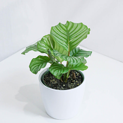 Calathea Orbifolia (6