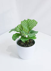 Calathea Orbifolia (6