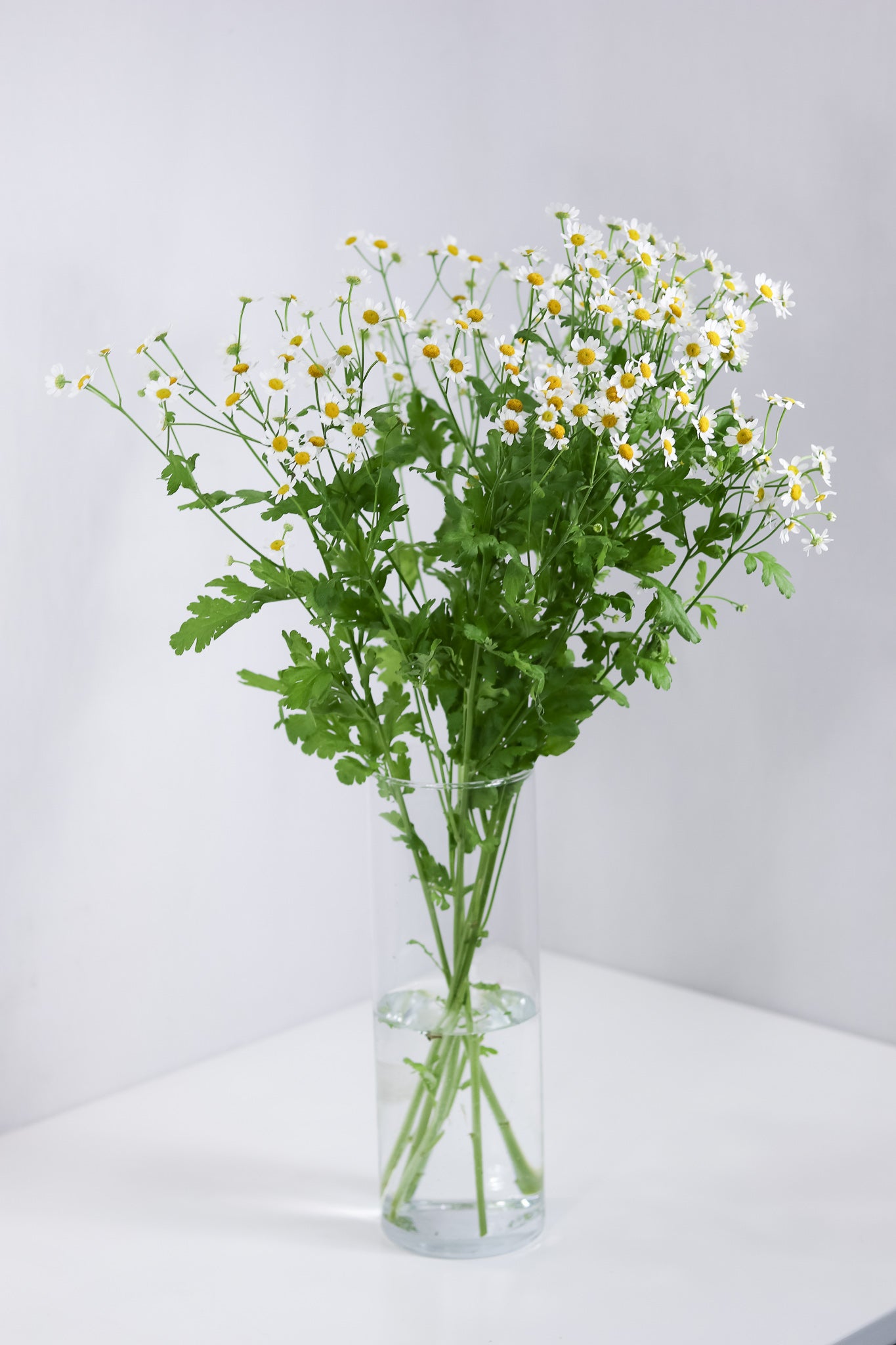 Tanacetum Single Vegmo