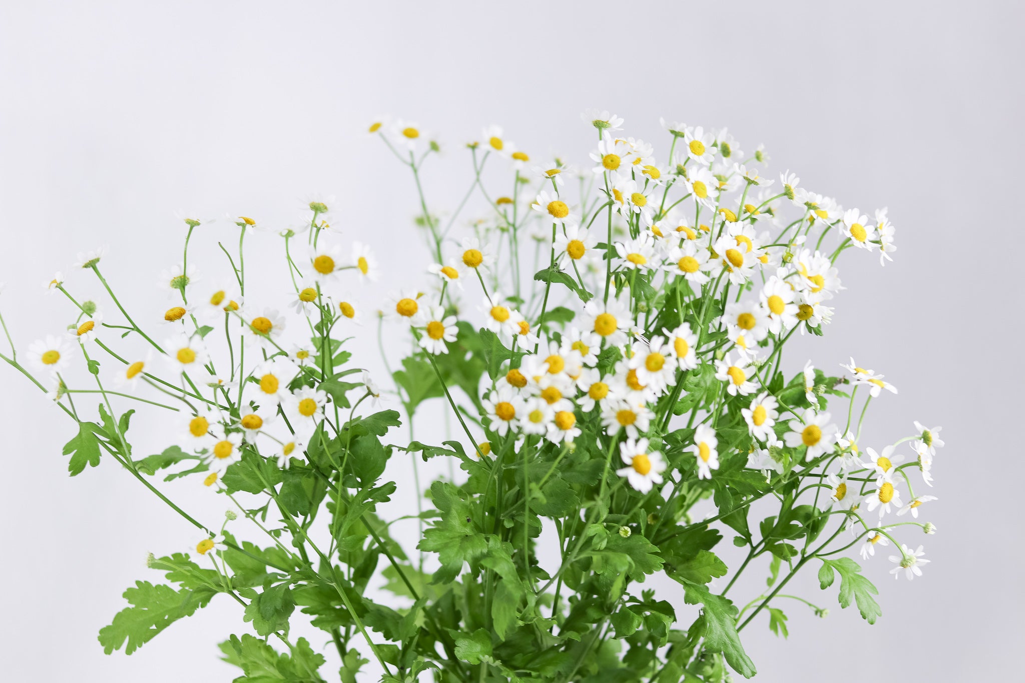 Tanacetum Single Vegmo