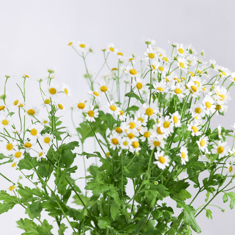 Tanacetum Single Vegmo